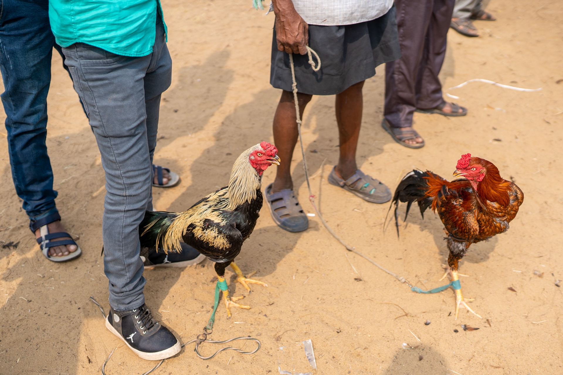 Đá gà trực tiếp Thomo C3